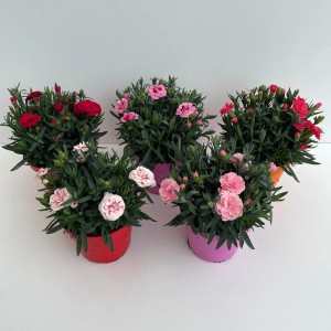 Garofani GROW by OBI Oskar (Dianthus caryophyllus) di vari colori in vaso, altezza circa 30 cm.