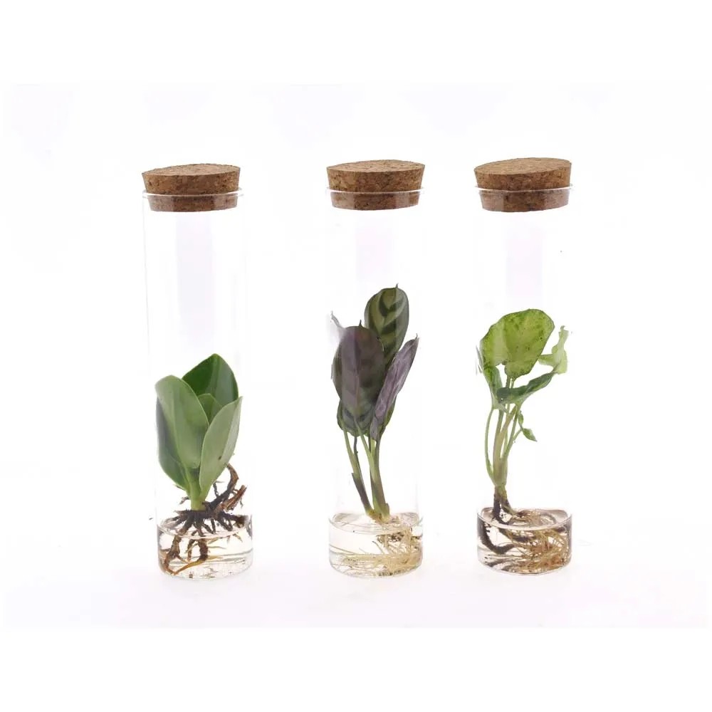 Lot De 6 Plantes D'Intérieur Vertes - ⌀12cm, 25-45cm - Mix Décoration Maison