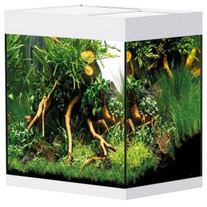 Oase Aquarium Styleline 85, blanc, 75 l, planté. Idéal pour la vie sous-marine.
