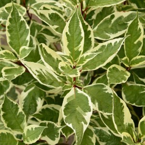 Primo piano del Cornus bianco Ivory Halo con foglie verdi e bianche.