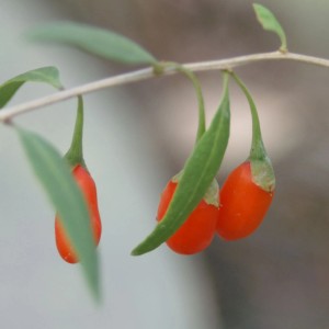 Primo piano: bacca di Goji Blu con bacche rosse e foglie verdi.