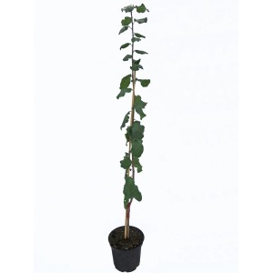 Prunier colonnaire Liane en pot, arbre fruitier élancé aux feuilles vertes.