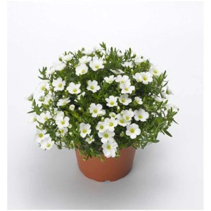 Mix di piante perenni estive in vaso con vari fiori bianchi. Ideale per aiuole e balconi.