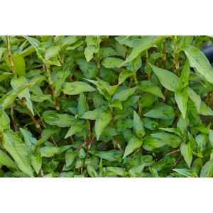 Blu Bio Coriandre vietnamienne en pot, feuilles vertes et tiges rougeâtres.