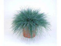 Blauschwingel Blauschwingel