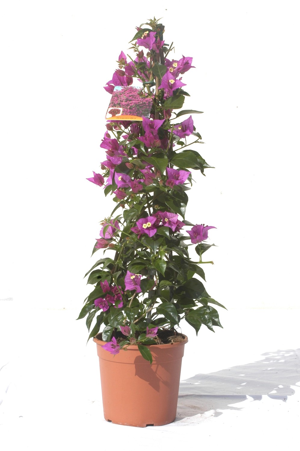 Drillingsblume Pyramide TopfØ ca. 17 cm Bougainvillea kaufen bei OBI