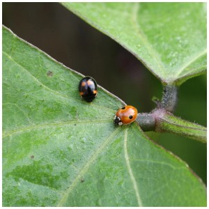 Deux coccinelles (Adalia bipunctata) sur une feuille verte. Élevage de coccinelles.