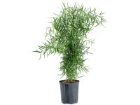 Hydropflanze Spargel Asparagus falcactus Topf Ø 15 cm / Höhe 40 cm