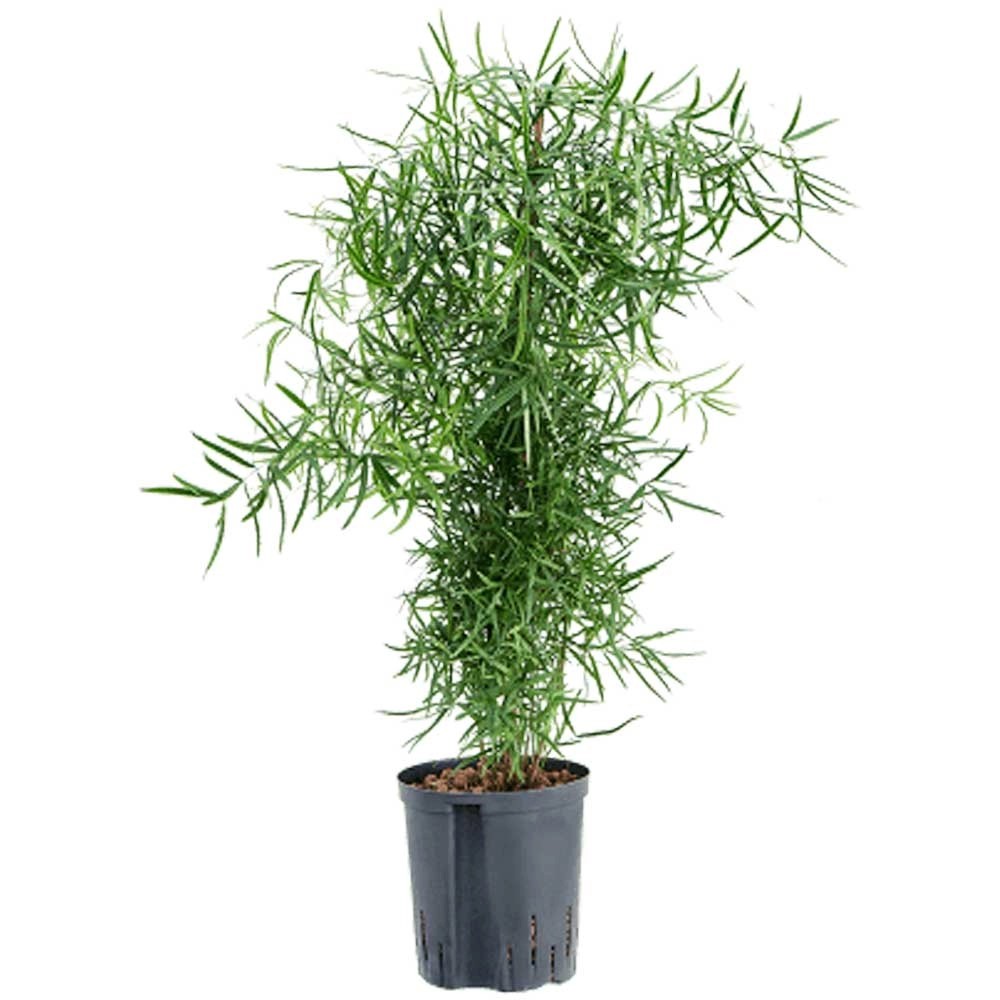 Hydropflanze Spargel Asparagus falcactus Topf Ø 15 cm / Höhe 40 cm