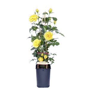 Rosier grimpant OBI jaune parfumé en pot, env. 50 cm de haut, avec support.