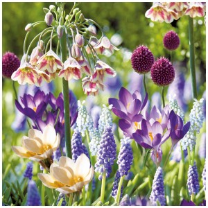 Mix colorato di crochi, giacinti a grappolo e aglio ornamentale della collezione GROW by OBI per api e farfalle.