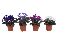 Usambaraveilchen Mini Saintpaulia verschiedene Farben Topf Ø ca. 6 cm / 1 Stk. Usambaraveilchen Mini Saintpaulia verschiedene Farben Topf Ø ca. 6 cm / 1 Stk.