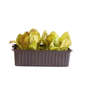 Laitue rouge bio en barquette de 12, jeunes légumes feuilles pour le jardin.