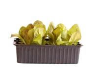 Kopfsalat Rot Bio 12er-Schale