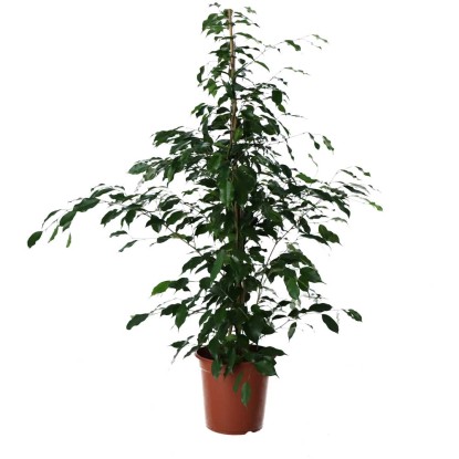 Birkenfeige Exotica Ficus benjamina Topf Ø 24 cm / Höhe 130 cm kaufen