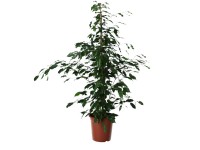 Birkenfeige Exotica Ficus benjamina Topf Ø 24 cm / Höhe 130 cm