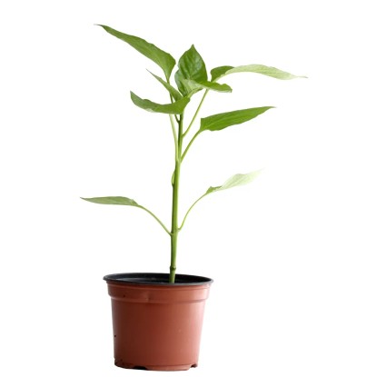 Peperoncini moyennement piquant bio Pot Ø 11 cm