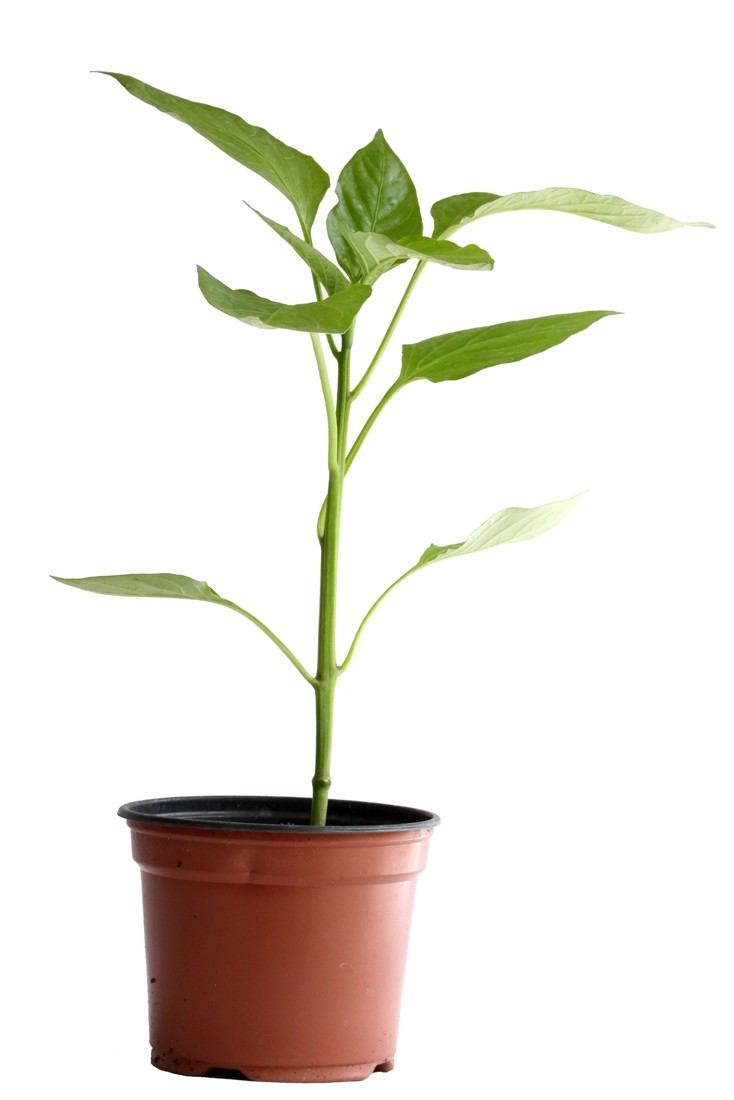 Peperoncini mittelscharf Bio TopfØ 11 cm kaufen bei OBI