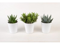 Sukkulenten-Mix in weisser Keramik verschiedene Sorten Topf Ø 11 cm / 1 Stk.