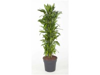 Drachenbaum Cintho Dracaena fragrans Topf Ø 31 cm / Höhe 150 m