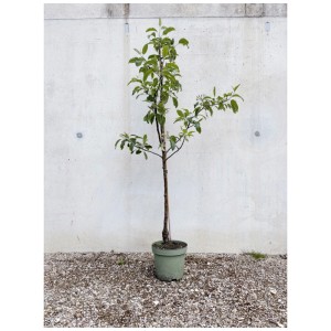 Pommier bio Gloster en pot, env. 60-150 cm de haut. Idéal pour jardin et terrasse.