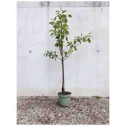Bio Obstbaum Apfel Gloster Spindel Topf Ø 33 cm / Höhe 60 - 150 cm