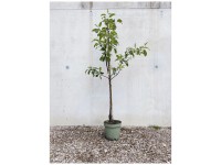 Bio Obstbaum Apfel Gloster Spindel Topf Ø 33 cm / Höhe 60 - 150 cm