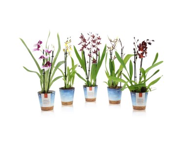 Mix di orchidee Phalaenopsis 2 germogli vaso Ø 12 cm / altezza 35 cm