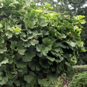 Ginkgo Mariken verde, arbusto nano con corona rotonda in giardino.