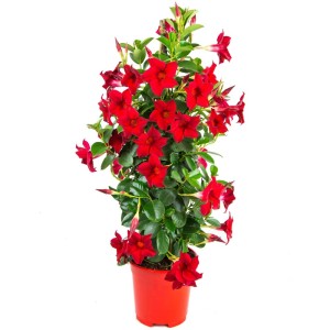Dipladénia rouge 'Pyramide' en pot (Ø 17cm) de GROW by OBI. Plante en pot avec une couleur de fleur intense.