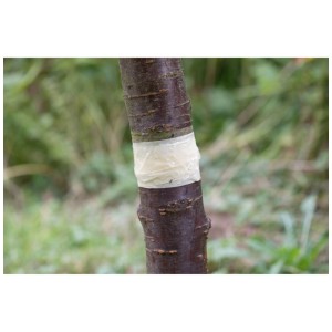 Tronco d'albero avvolto con colla per insetti Tangle-Trap e barriera per formiche.