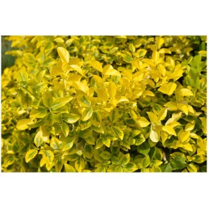 Evonimo giapponese Euonymus japonicus con foglie giallo-verdi.