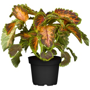Coléus en pot, feuilles multicolores, diamètre du pot d'environ 13 cm.