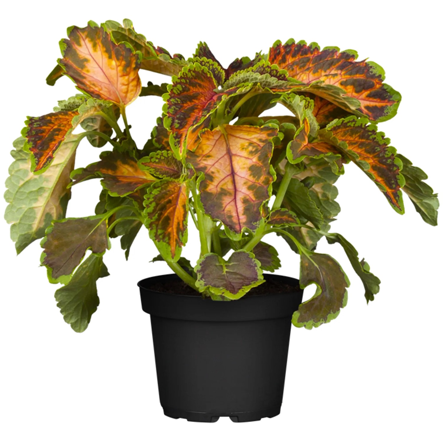 Buntnessel Topf- ca. 13 cm "Coleus"