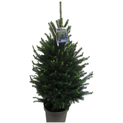 Zuckerhutfichte Picea glauca Super Green Topf Ø 26 cm / Höhe ca. 120 cm ...