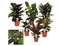 Korbmarante Calathea Mix Topf Ø 19 cm / Höhe 70 cm / 1 Stk.