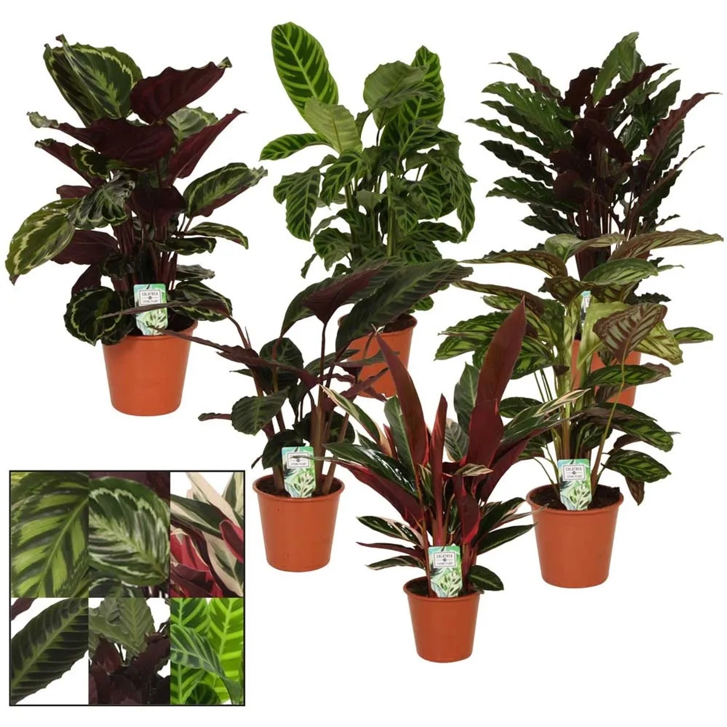 Calathea kaufen bei OBI