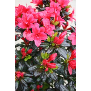 Azalea giapponese Hachmann Collection con fiori rosa in vaso da 2 l.