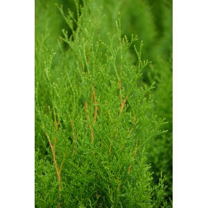 Primo piano di un albero della vita smeraldo verde, alto circa 100-125 cm, in un vaso da 10 l.