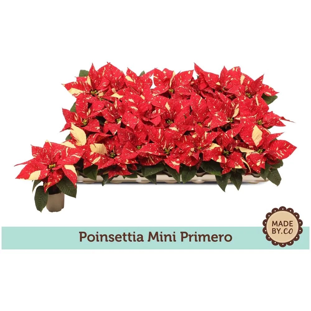 Weihnachtsstern Primero Euphorbia pulcherrima in Farben Topf  6 cm / 1 Stk.