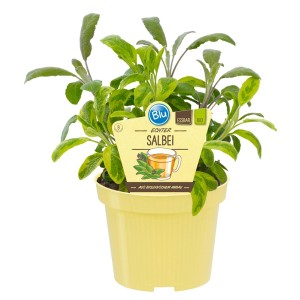 Sauge officinale 'Blau' en pot, herbe culinaire aromatique avec des fleurs bleues.