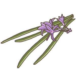 Blu herbe à ail bio (Talbaghia) avec des fleurs violettes et des feuilles vertes en pot.