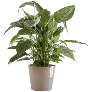 Vaso per piante Ecopots Amsterdam color tortora con pianta verde, Ø 20 cm. Vaso per interni ed esterni.