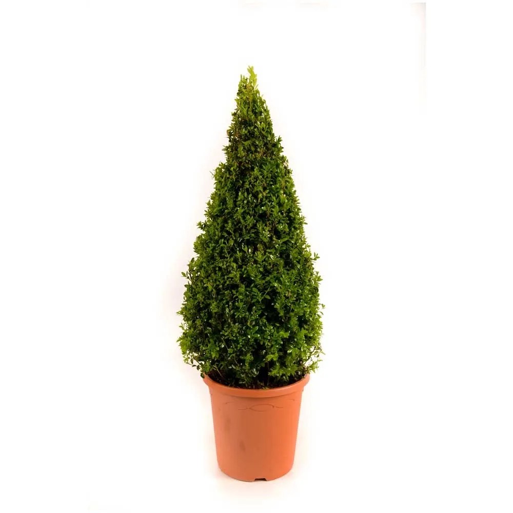 Bosso Buxus Microphylla Faulkner - 24 Piante Siepe Sempreverde - Foto 5