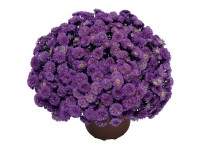 Kissenaster Dumosus Violett Topf-Ø 26