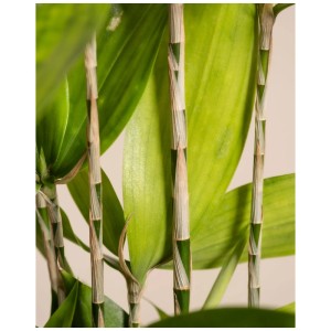 Feey Dragonnier Bambou (Dracaena surculosa) avec des feuilles vert clair et des tiges à motifs.