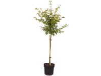 Fächerahorn Orange Dream Acer palmatum Topf 6 l