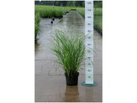 Chinaschilf Miscanthus sinensis Malepartus Container 6 l Chinaschilf Miscanthus sinensis Malepartus Container 6 l
