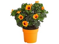 Roseneibisch Hibiscus Petit Orange Topf Ø 12 cm / Höhe 30 - 40 cm