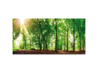 Leinwand-Wandbild Canvas Spring Forest 50 x 100 cm